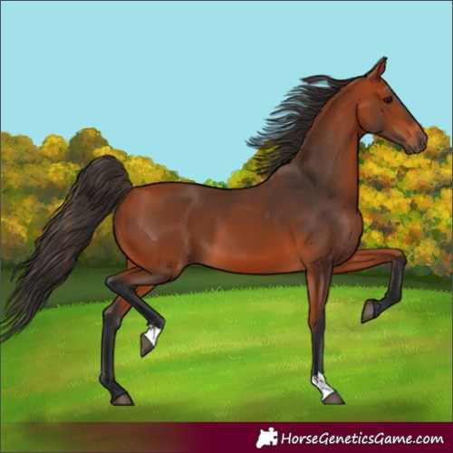 Horse Color:Bay 