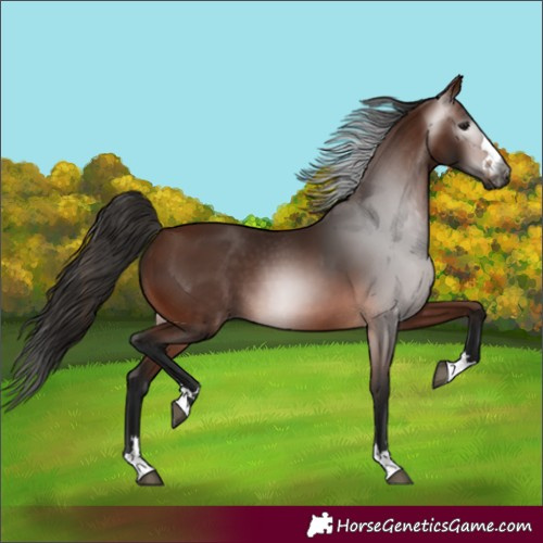 Horse Color:Gray Bay