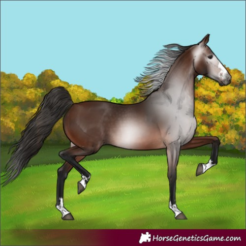 Horse Color:Gray Bay