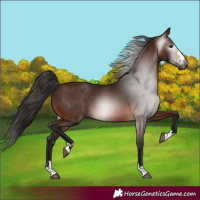 Horse Color:Gray Bay