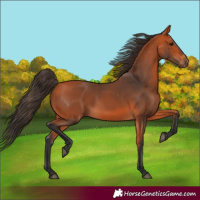 Horse Color:Bay 