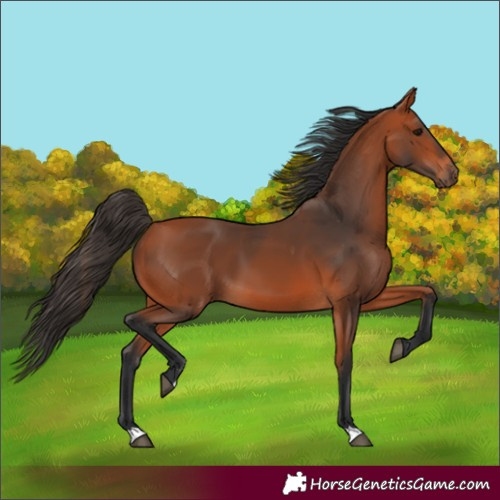 Horse Color:Bay 