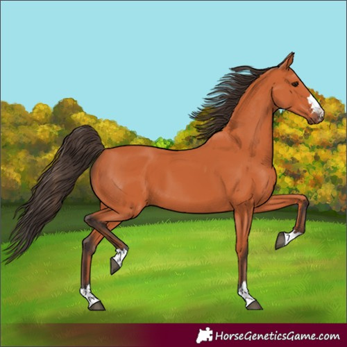 Horse Color:Bay 