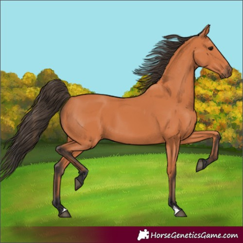 Horse Color:Bay 