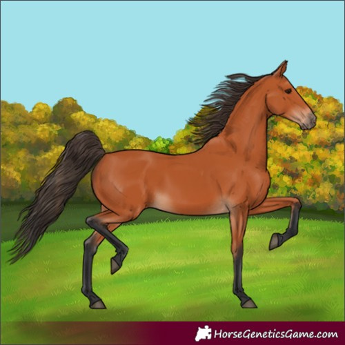 Horse Color:Bay 