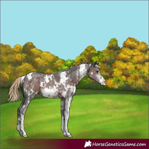 Horse Color:White Spotted Liver Chestnut Sabino 