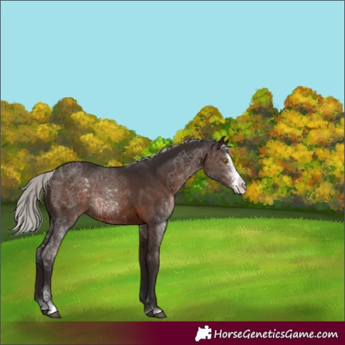 Horse Color:Silver Brown Sabino 