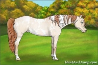 Horse Color:White Spotted Buckskin Roan Pearl 
