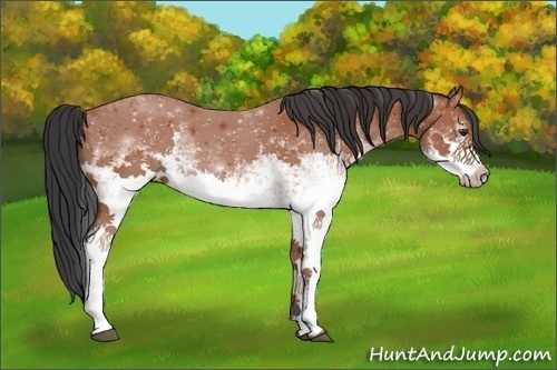 Horse Color:White Spotted Bay