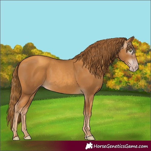 Horse Color:Gray Gold Champagne 