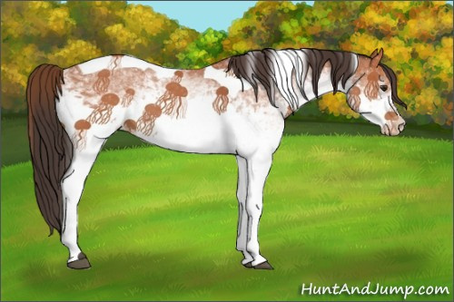 Horse Color:White Spotted Bay Tobiano Varnish 