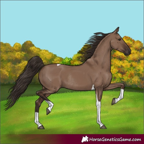 Horse Color:Liver Red Dun Tobiano Rabicano 
