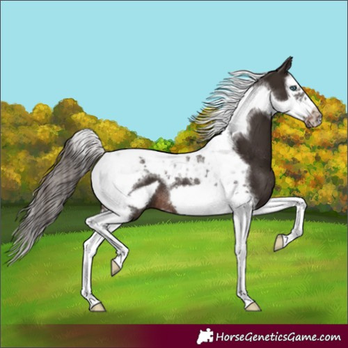 Horse Color:Liver Chestnut Splash Tobiano Frame Rabicano 