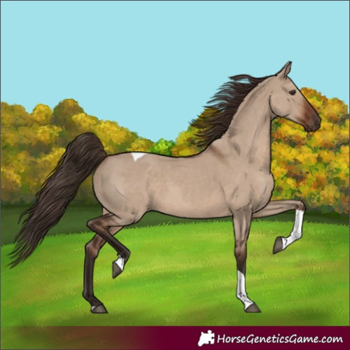 Horse Color:Liver Red Dun Tobiano Rabicano 