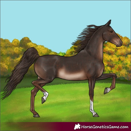 Horse Color:Liver Chestnut Tobiano Rabicano 