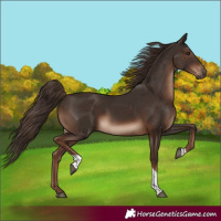 Horse Color:Liver Chestnut Tobiano Rabicano