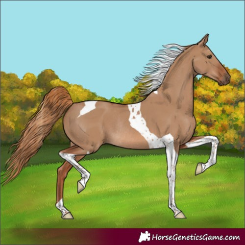 Horse Color:Red Dun Tobiano Rabicano 