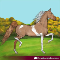 Horse Color:Red Dun Tobiano Rabicano 