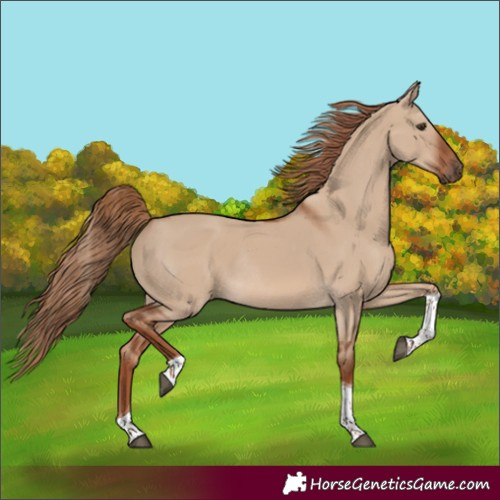 Horse Color:Red Dun Tobiano Rabicano 