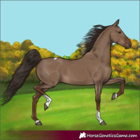 Horse Color:Liver Red Dun Tobiano 