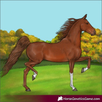 Horse Color:Chestnut Tobiano