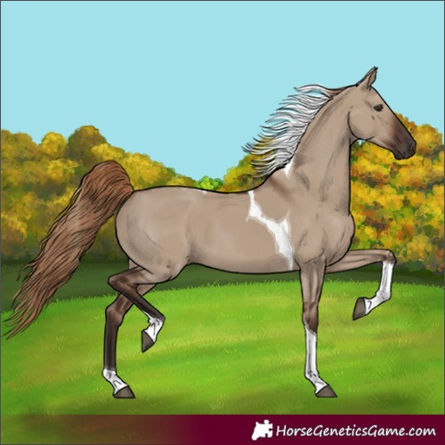 Horse Color:Liver Red Dun Tobiano