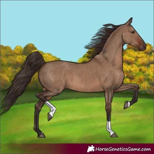 Horse Color:Liver Red Dun Tobiano Rabicano 