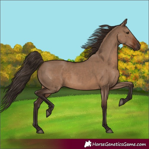 Horse Color:Liver Red Dun Rabicano 
