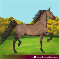 Horse Color:Liver Red Dun Rabicano 