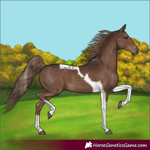 Horse Color:Liver Chestnut Tobiano 