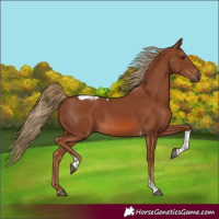 Horse Color:Chestnut Tobiano Rabicano 