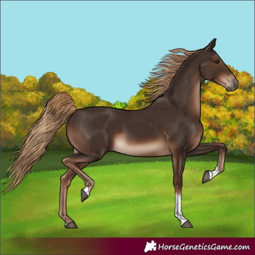 Horse Color:Liver Chestnut Tobiano Rabicano