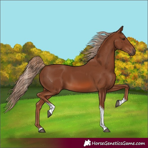 Horse Color:Chestnut Tobiano Rabicano 