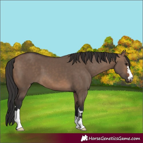Horse Color:Brown Dun 