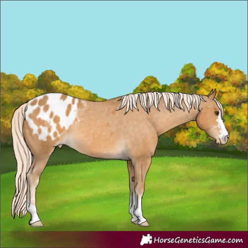 Horse Color:Palomino Appaloosa Rabicano