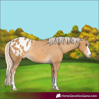 Horse Color:Palomino Appaloosa Rabicano