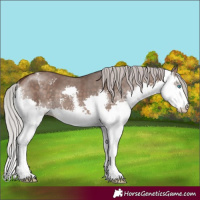 Horse Color:Silver Brown Dun Sabino Splash