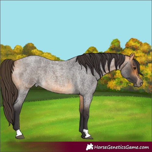 Horse Color:Buckskin Roan 