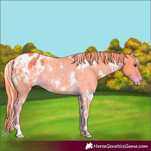 Horse Color:Watercolor White Spotted Liver Chestnut Varnish 