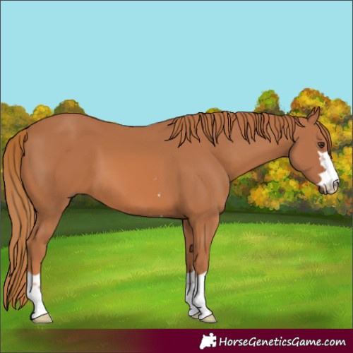 Horse Color:Chestnut 