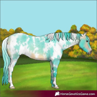 Horse Color:Watercolor White Spotted Buckskin Roan 