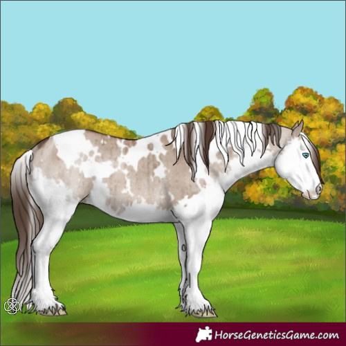 Horse Color:White Spotted Liver Red Dun Splash Rabicano Brindle 