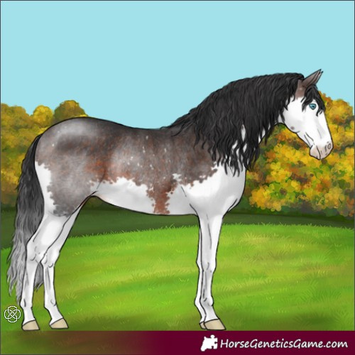 Horse Color:Brown Splash Rabicano 