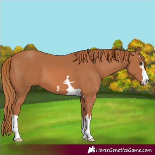 Horse Color:Chestnut 