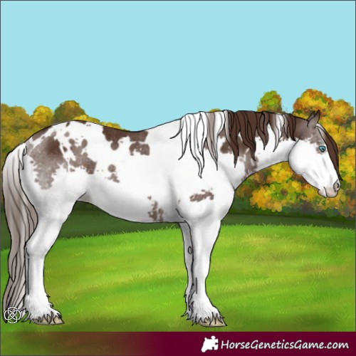 Horse Color:White Spotted Liver Chestnut Splash Rabicano 