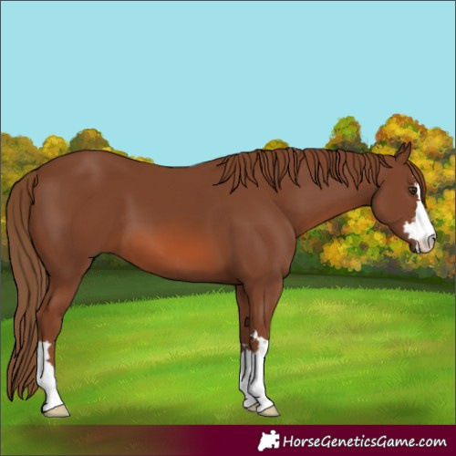 Horse Color:Chestnut 
