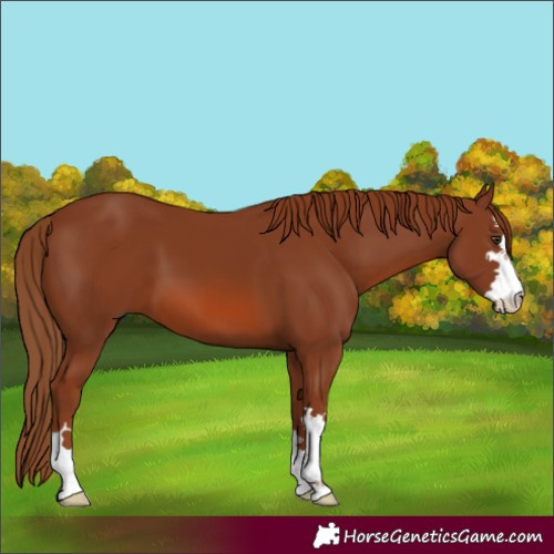 Horse Color:Chestnut 