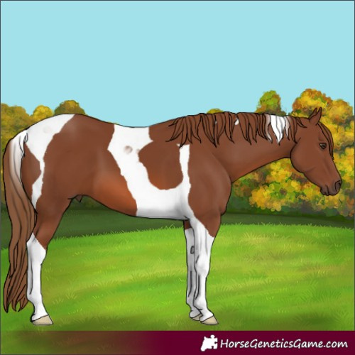 Horse Color:Chestnut Tobiano