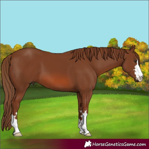 Horse Color:Chestnut 