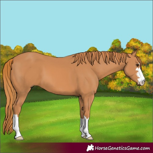 Horse Color:Chestnut 